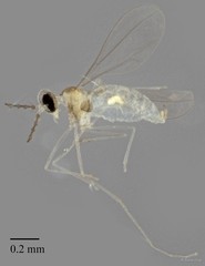 Cecidomyiidae sp. "ZRCBDP0348032"