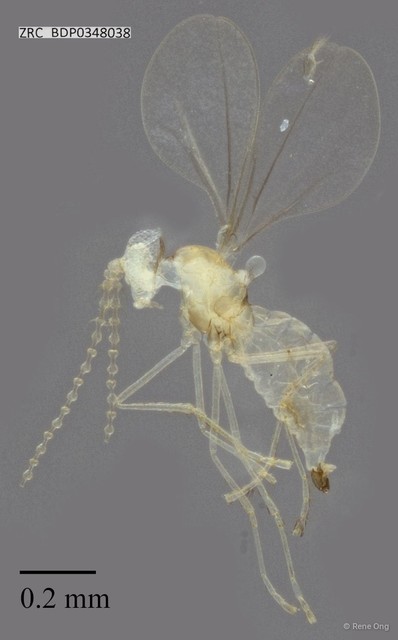 Cecidomyiidae sp. "ZRCBDP0348038" • © Rene Ong • All Rights Reserved