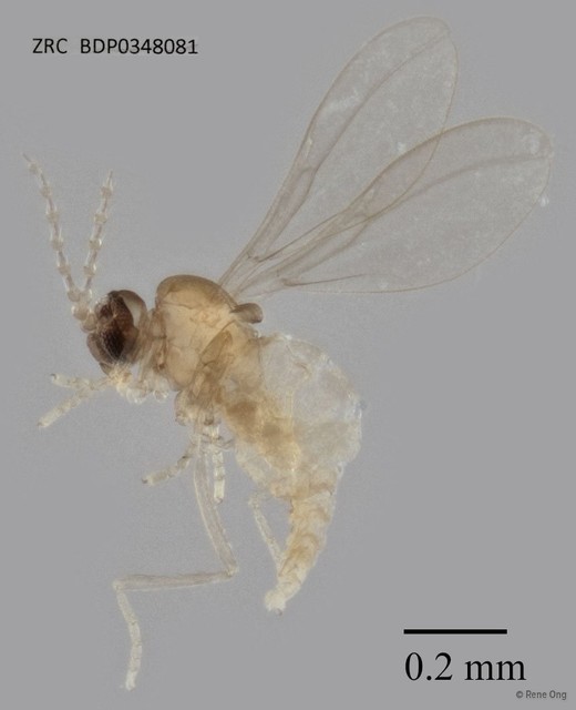 Cecidomyiidae sp. "ZRCBDP0348081" • © Rene Ong • All Rights Reserved