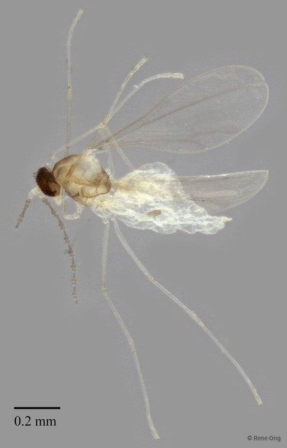Cecidomyiidae sp. "ZRCBDP0348095" • © Rene Ong • All Rights Reserved