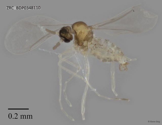 Cecidomyiidae sp. "ZRCBDP0348110" • © Rene Ong • All Rights Reserved