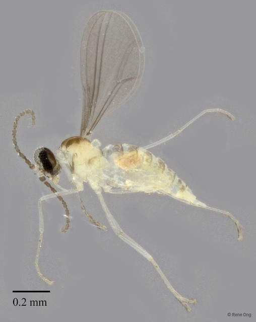 Cecidomyiidae sp. "ZRCBDP0348148" • © Rene Ong • All Rights Reserved