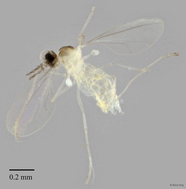 Cecidomyiidae sp. "ZRCBDP0348169" • © Rene Ong • All Rights Reserved