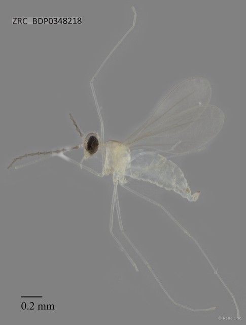 Cecidomyiidae sp. "ZRCBDP0348218" • © Rene Ong • All Rights Reserved