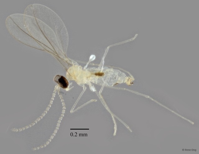 Cecidomyiidae sp. "ZRCBDP0348372" • © Rene Ong • All Rights Reserved