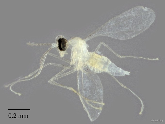 Cecidomyiidae sp. "ZRCBDP0348393" • © Rene Ong • All Rights Reserved