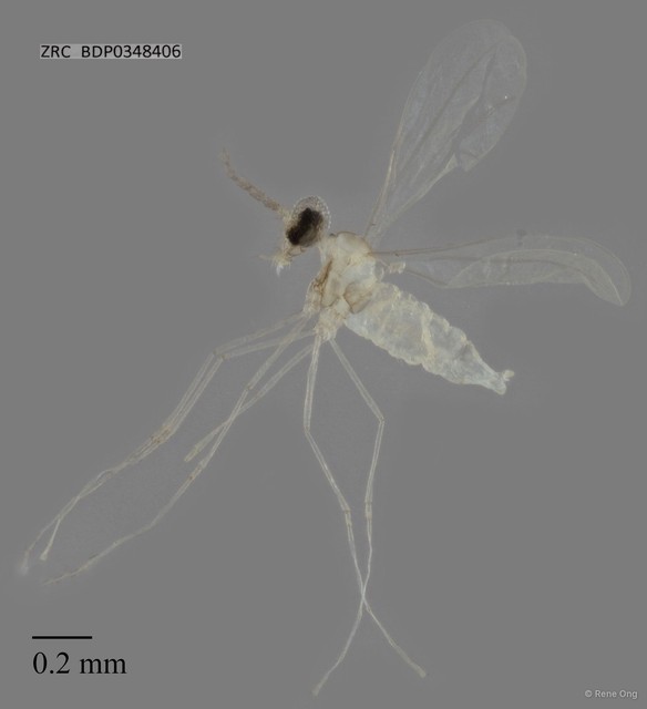Cecidomyiidae sp. "ZRCBDP0348406" • © Rene Ong • All Rights Reserved