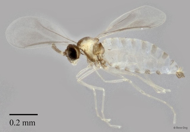 Cecidomyiidae sp. "ZRCBDP0348422" • © Rene Ong • All Rights Reserved