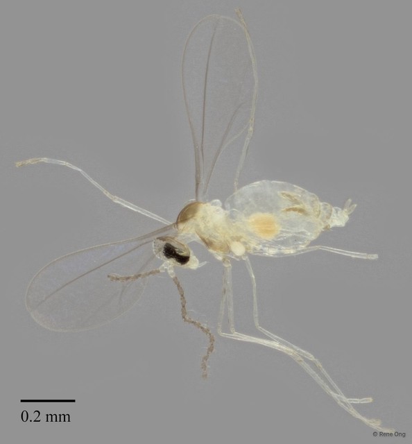 Cecidomyiidae sp. "ZRCBDP0348473" • © Rene Ong • All Rights Reserved