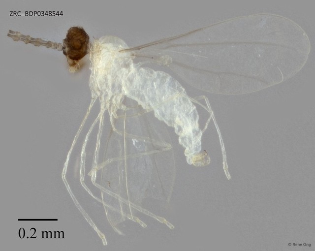 Cecidomyiidae sp. "ZRCBDP0348544" • © Rene Ong • All Rights Reserved
