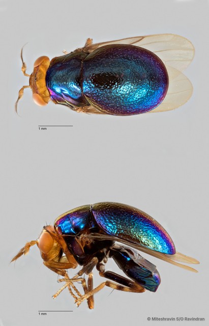 Spaniocelyphus sp. "ZRCBDP0019792" • © Miteshravin S/O Ravindran • All Rights Reserved