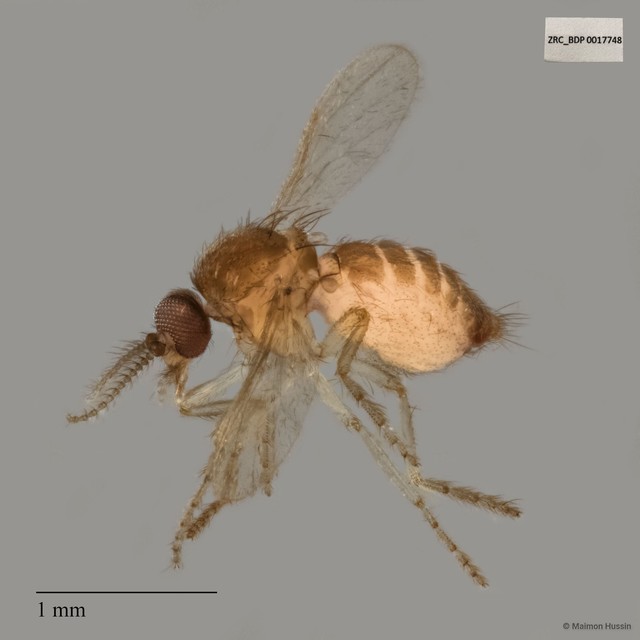 Ceratopogonidae sp. "ZRCBDP0017606" • © Maimon Hussin • All Rights Reserved