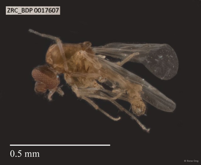 Ceratopogonidae sp. "ZRCBDP0017607" • © Rene Ong • All Rights Reserved