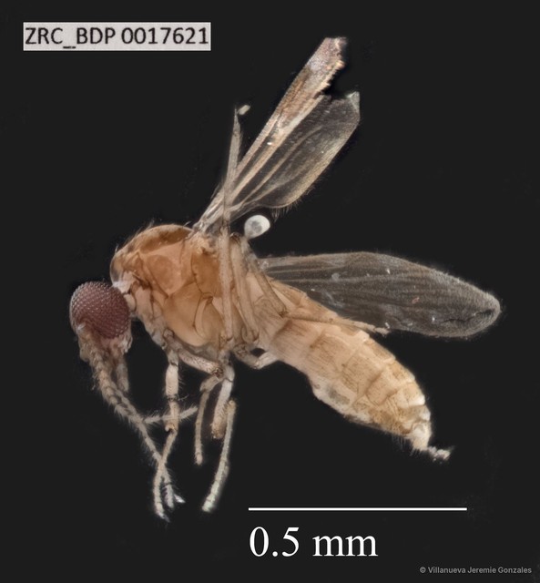 Ceratopogonidae sp. "ZRCBDP0017610" • © Villanueva Jeremie Gonzales • All Rights Reserved