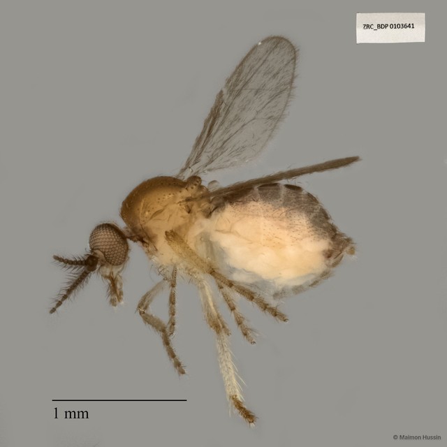 Ceratopogonidae sp. "ZRCBDP0017619" • © Maimon Hussin • All Rights Reserved