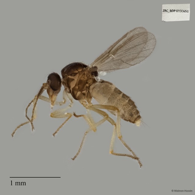 Ceratopogonidae sp. "ZRCBDP0017745" • © Maimon Hussin • All Rights Reserved