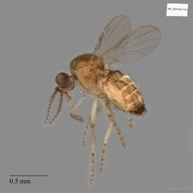 Ceratopogonidae sp. "ZRCBDP0017752" • © Maimon Hussin • All Rights Reserved