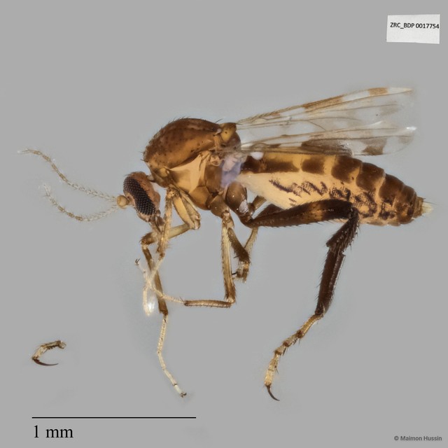 Ceratopogonidae sp. "ZRCBDP0017754" • © Maimon Hussin • All Rights Reserved