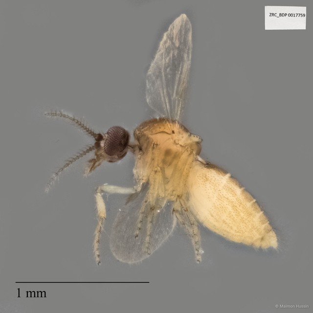 Ceratopogonidae sp. "ZRCBDP0017759"