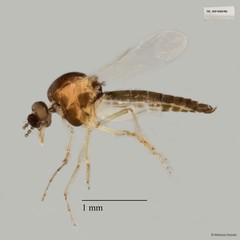 Ceratopogonidae sp. "ZRCBDP0017759" • © Maimon Hussin • All Rights Reserved
