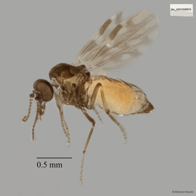 Ceratopogonidae sp. "ZRCBDP0017761" • © Maimon Hussin • All Rights Reserved