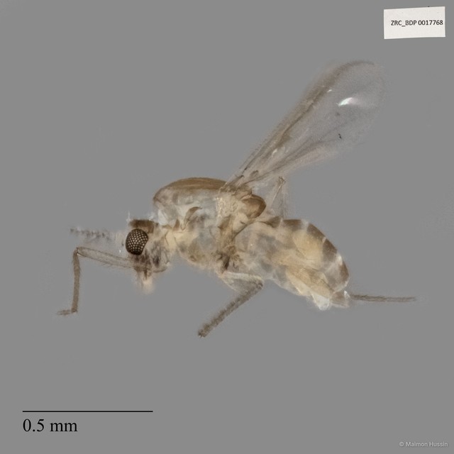 Ceratopogonidae sp. "ZRCBDP0017768" • © Maimon Hussin • All Rights Reserved
