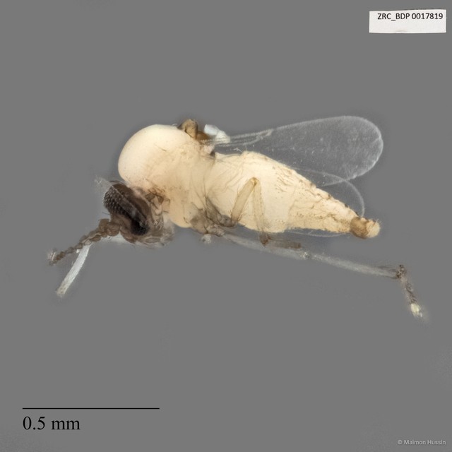 Ceratopogonidae sp. "ZRCBDP0017819" • © Maimon Hussin • All Rights Reserved