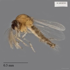 Ceratopogonidae sp. "ZRCBDP0017833"