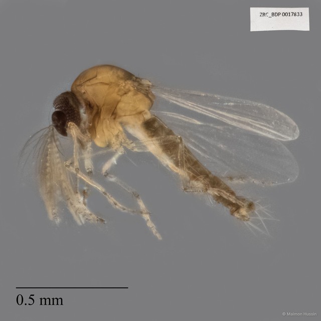Ceratopogonidae sp. "ZRCBDP0017833" • © Maimon Hussin • All Rights Reserved