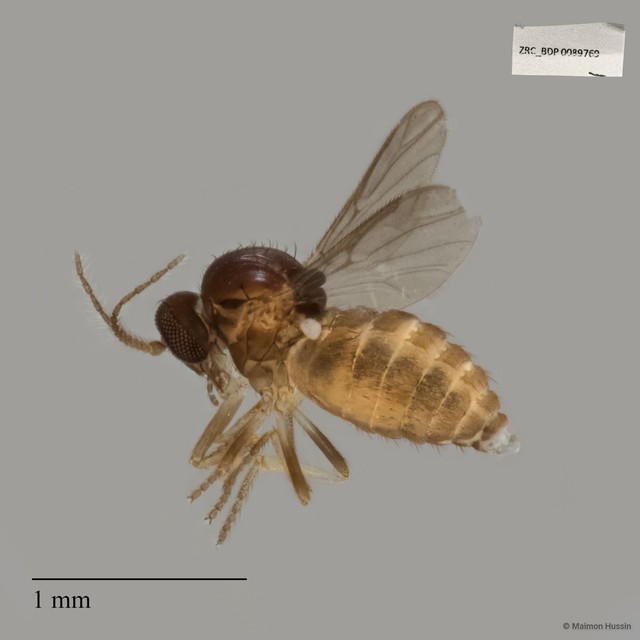 Ceratopogonidae sp. "ZRCBDP0017863" • © Maimon Hussin • All Rights Reserved