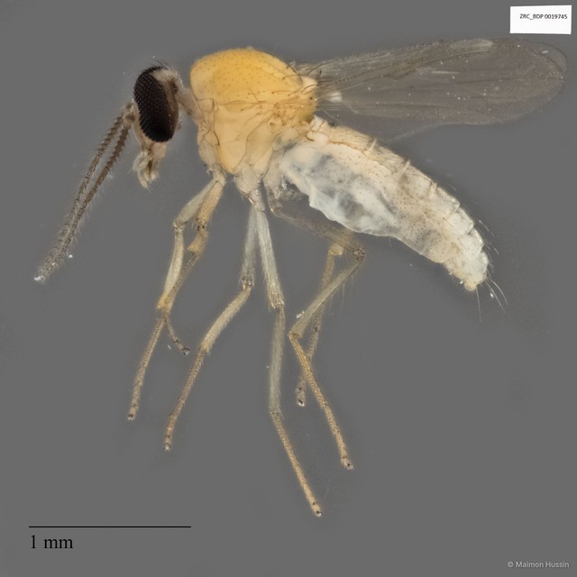 Ceratopogonidae sp. "ZRCBDP0019745" • © Maimon Hussin • All Rights Reserved