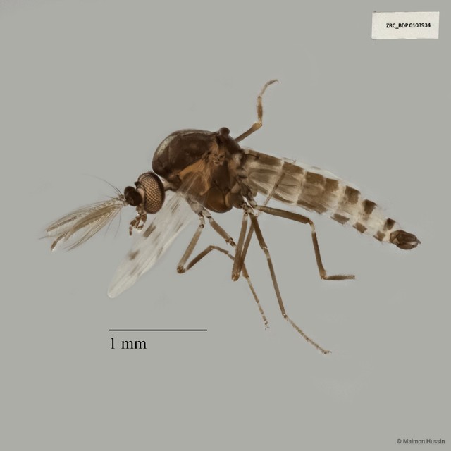 Ceratopogonidae sp. "ZRCBDP0019771" • © Maimon Hussin • All Rights Reserved