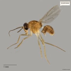 Ceratopogonidae sp. "ZRCBDP0019772"
