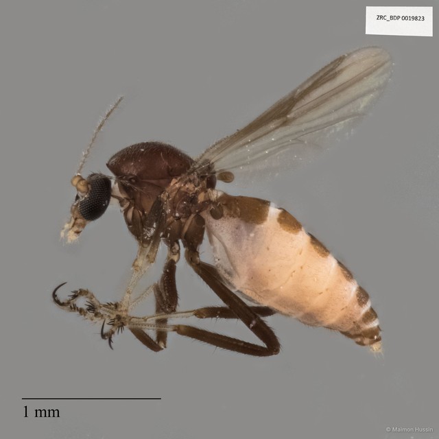 Ceratopogonidae sp. "ZRCBDP0019823" • © Maimon Hussin • All Rights Reserved