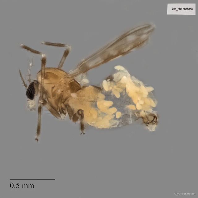 Ceratopogonidae sp. "ZRCBDP0020068" • © Maimon Hussin • All Rights Reserved
