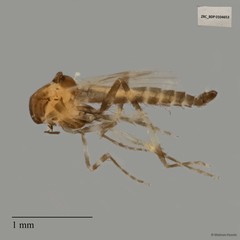 Ceratopogonidae sp. "ZRCBDP0020075" • © Maimon Hussin • All Rights Reserved