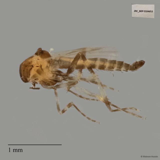 Ceratopogonidae sp. "ZRCBDP0020075" • © Maimon Hussin • All Rights Reserved