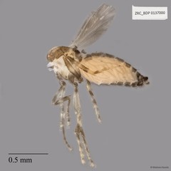 Ceratopogonidae sp. "ZRCBDP0020075" • © Maimon Hussin • All Rights Reserved
