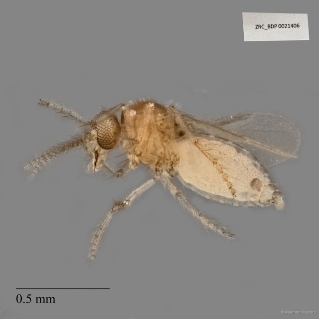Ceratopogonidae sp. "ZRCBDP0021406" • © Maimon Hussin • All Rights Reserved
