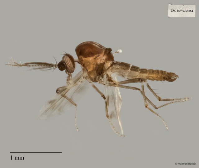 Ceratopogonidae sp. "ZRCBDP0021474" • © Maimon Hussin • All Rights Reserved