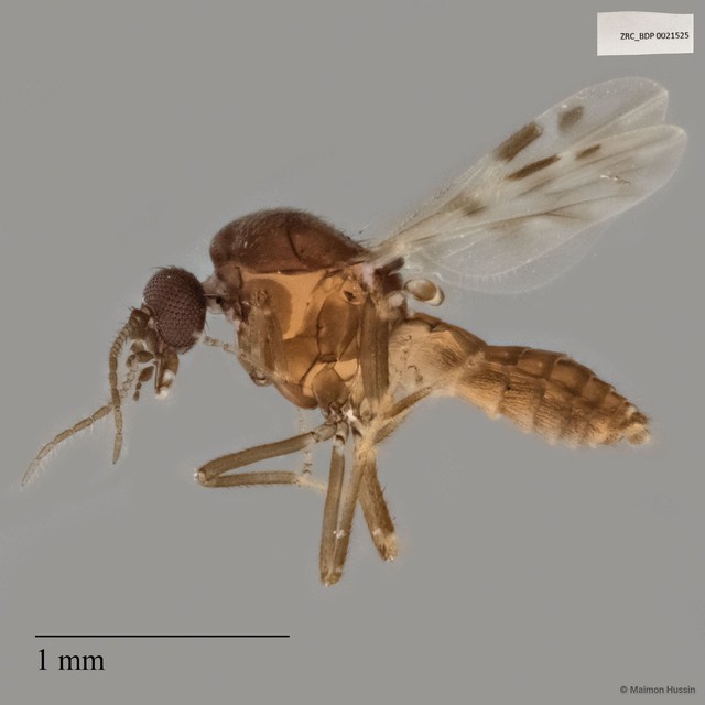 Ceratopogonidae sp. "ZRCBDP0021525" • © Maimon Hussin • All Rights Reserved