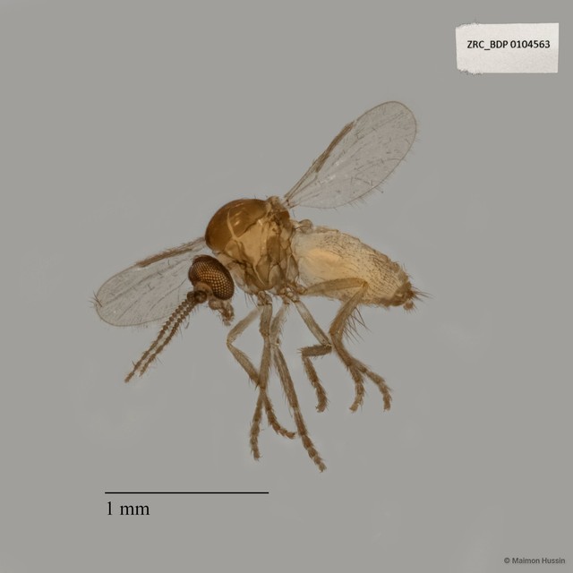 Ceratopogonidae sp. "ZRCBDP0021545" • © Maimon Hussin • All Rights Reserved