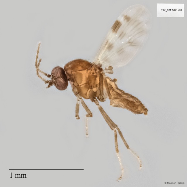 Ceratopogonidae sp. "ZRCBDP0021548"