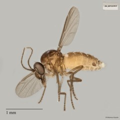 Ceratopogonidae sp. "ZRCBDP0021548"