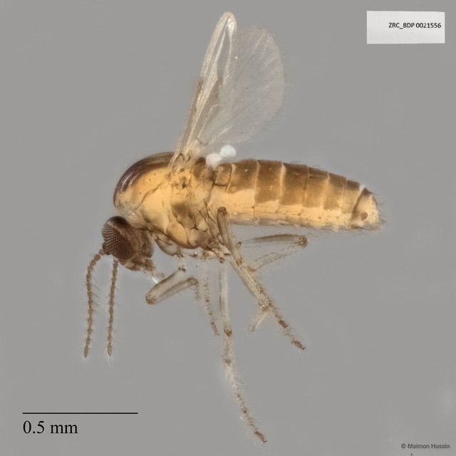 Ceratopogonidae sp. "ZRCBDP0021556" • © Maimon Hussin • All Rights Reserved