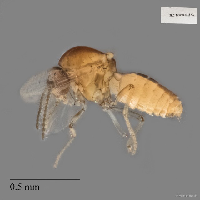 Ceratopogonidae sp. "ZRCBDP0021561" • © Maimon Hussin • All Rights Reserved