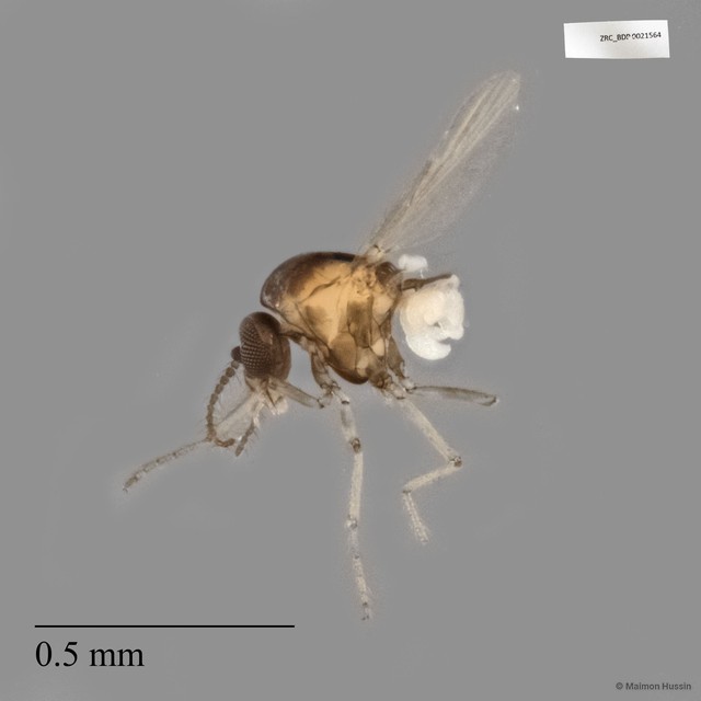 Ceratopogonidae sp. "ZRCBDP0021564" • © Maimon Hussin • All Rights Reserved