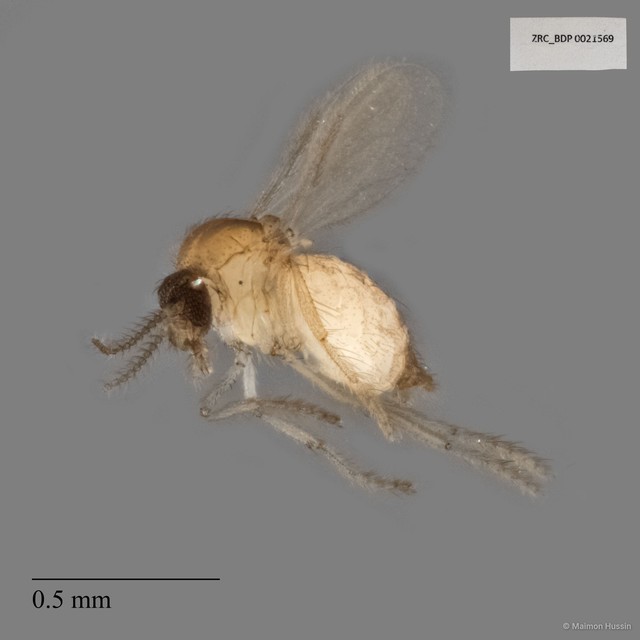 Ceratopogonidae sp. "ZRCBDP0021569" • © Maimon Hussin • All Rights Reserved