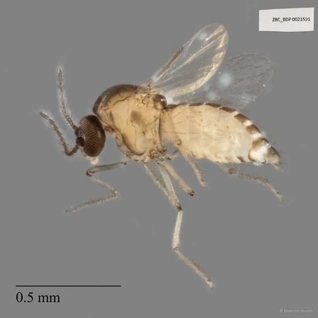 Ceratopogonidae sp. "ZRCBDP0021591" • © Maimon Hussin • All Rights Reserved