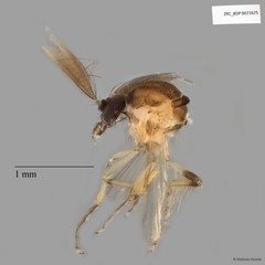 Ceratopogonidae sp. "ZRCBDP0021625" • © Maimon Hussin • All Rights Reserved